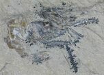Cretaceous Fossil Shrimp - Lebanon #61546-2